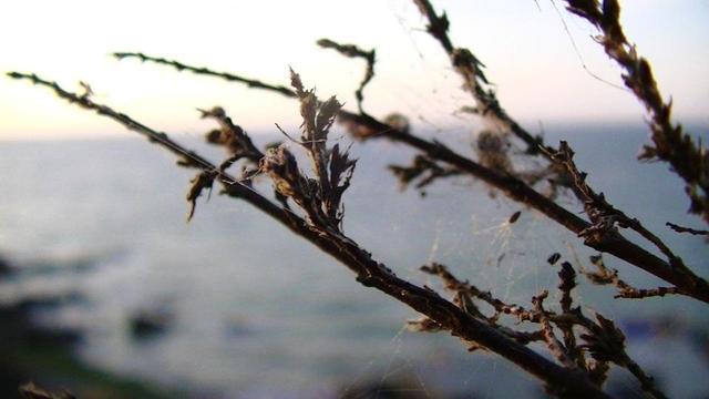 some plant dried up by this years sun and no rain. i think it was heather. i can't remember. it is covered in a messy spiders web. a couple of feathery bristled seeds are caught in the web. sea is in the background  