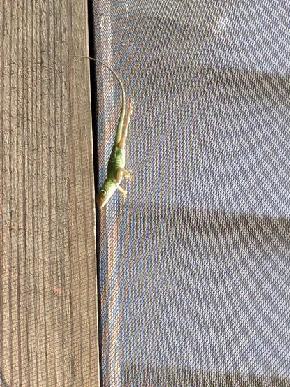 Small green lizard hanging upside down on a porch screen.