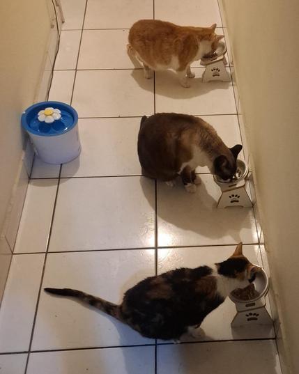 Fornecido por @altbot, gerado localmente e de forma privada usando Gemma4:26b e posteriormente editado pelo autor do toot.

Uma imagem vertical de três gatos comendo em tigelas individuais em um corredor estreito com piso de cerâmica branca. No topo, um gato laranja e branco está posicionado sobre sua tigela. Ao centro, um gato sialata e uma  gata tricolor comem de tigelas similares. À esquerda, há fonte azul e branca de água com o formato de uma flor.

🌱 Energia utilizada: 0.244 Wh