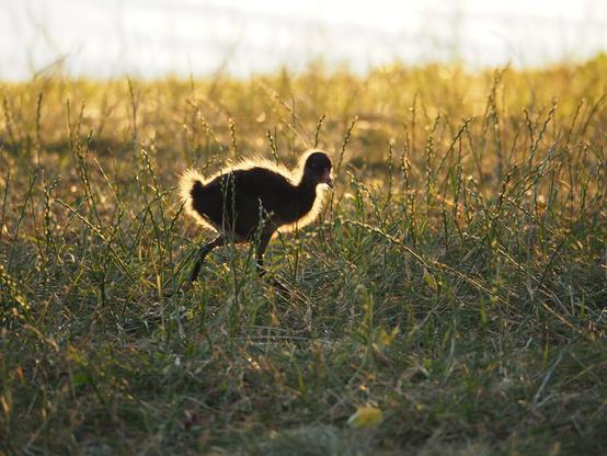 Ein Teichhuhn-Küken auf einer Wiese, durch das Gegenlicht entsteht ein Lichtsaum um das Tier und die flauschigen Feder werden betont. 