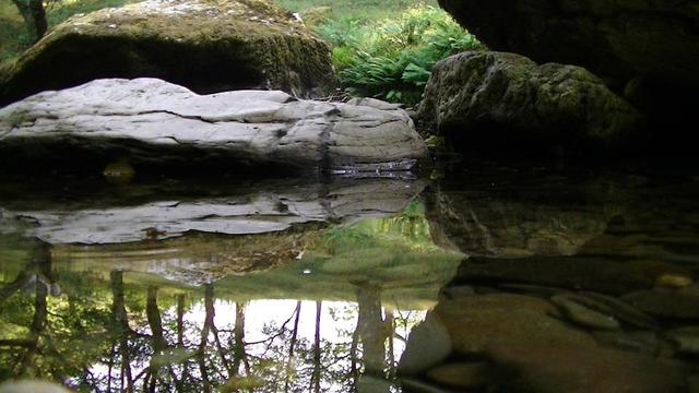 a crystal clear river with moss covered rocks and the reflection of trees growing from fern covered ground.