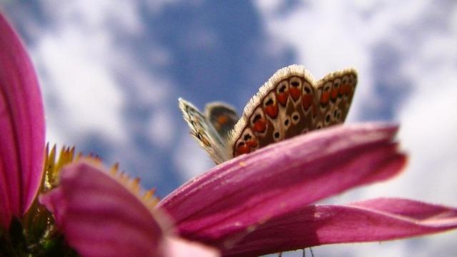 looking up at a a small brown butterfly with black and orange dots on a purple flower