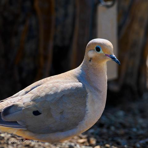 Close-up of a mourning dove against a dark background.