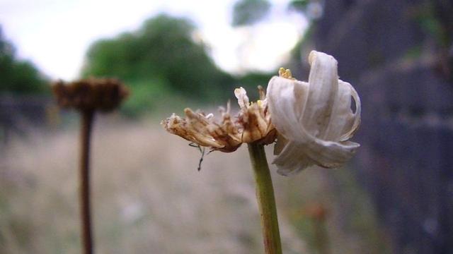 a pair of dry ox-eye daisy flowers i think. the one on the right still has a few curled up petals.