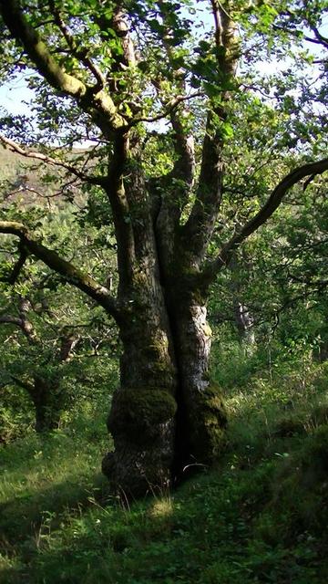 a moss covered old oak with cleft trunk from top to bottom, in a wood, on the slope of a valley, on a hot sunny evening