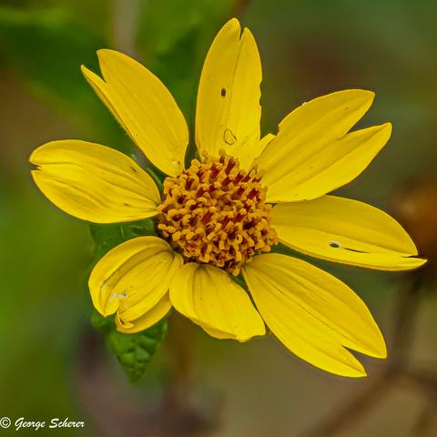 Close-up photo of a canyon sunflower, with bright yellow petals and an orange center against an out-of-focus green and brown background.