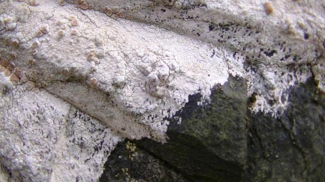 a close up of the white lichen on a couple of the carved rays of light in the gravestone