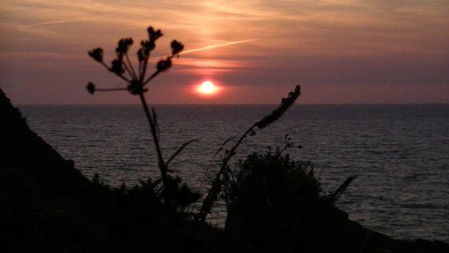 sun about to set behind the sea. silhouette of dry wild plants in foreground. rocky slope on left.