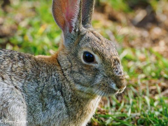 Close-up of the head and neck of a desert cottontail rabbit, with a field of green grass in the background.