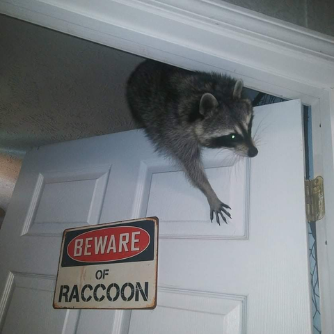 A racoon climbing on top of an in-house white wooden door. There's a dirty paper sign saying "Beware of raccoon" posted on the door.