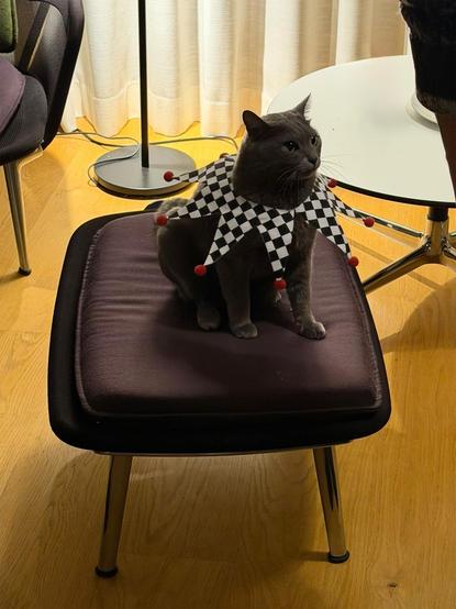 Eine Katze im Clownkostüm