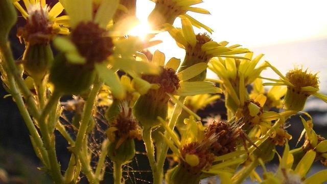 the sun shining through a bunch of yellow wild flowers - Ragwort