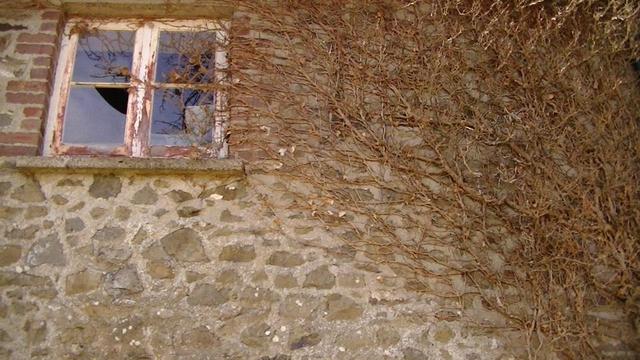 a four pane window, peeling white painted frame. in an old stone wall. the opening in the wall is a single column of red brick either side. the wall and window is half covered in a dead and brown wall creeper plant. it is in a garage like building next to the gate St Tysiliio church, Ceredigion. i tooted some snaps of some graves and church earlier this week. i might post more. it is a circular graveyard!! ....and there is a stone.....
