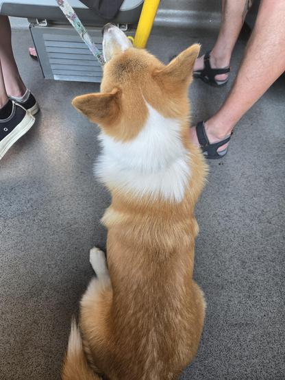 Back of adorable corgi looking at his owner.
He got one big white spot, otherwise fur is redish