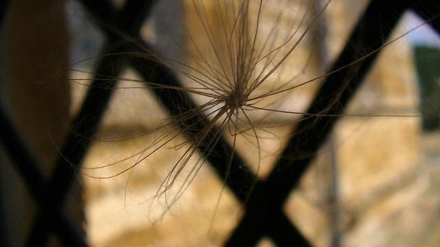 looking through a porch window of a 12th or 13th ce church but the camera is focused on a feathery thistle seed caught in a web. might toot more from this awesome church later. still not finished tooting snaps from last weeks church.