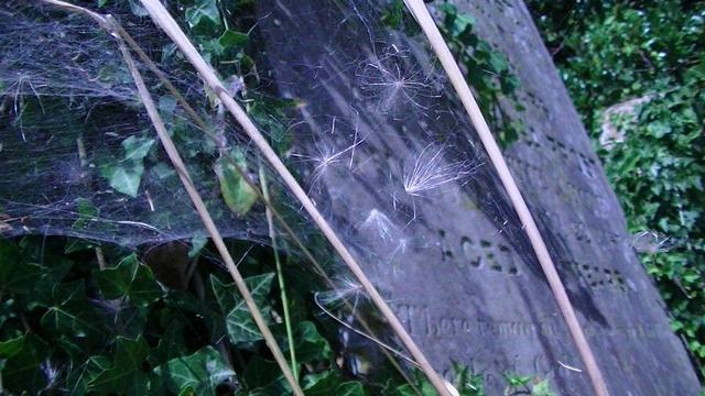an ivy surrounded, leaning slate gravestone in the churchyard behind a spiders web in the foreground full of feathery thistle seeds.