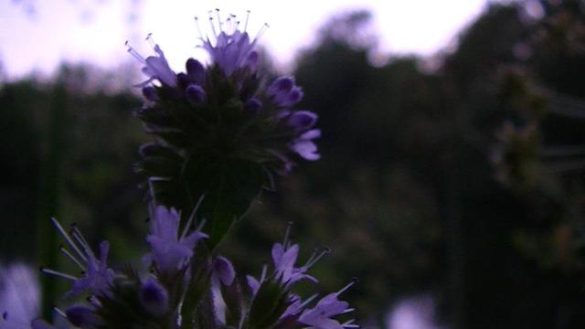 a purple wildflower with long stamen at dusk