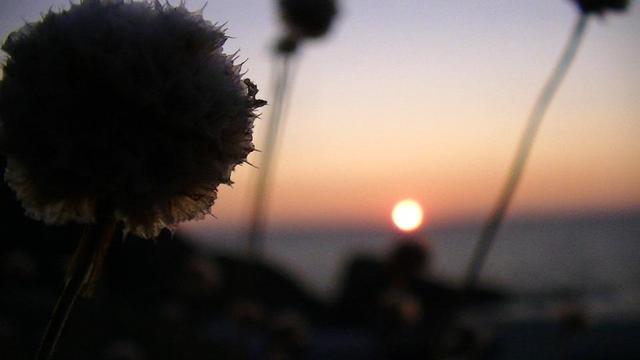 dry sea thrift, a white ball shaped flower at sunset by sea