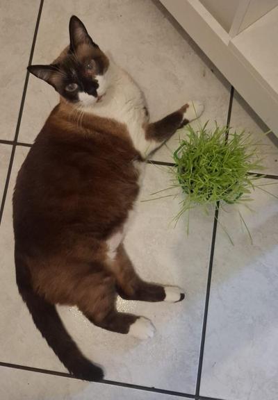 Descrição fornecida por @altbot, gerada localmente e de forma privada usando Gemma4:26b e posteriormente editada pelo autor do toot.

Uma fotografia de um gato cialata, gordinho, deitado em um chão de azulejos claros ao lado de um pequeno vaso de grama verde. O animal possui partes escuras na cabeça, dorso e cauda, com o peito, patas e parte do rosto brancos. O gato está posicionado lateralmente com a cabeça levemente inclinada para a câmera. Ao seu lado, há um tufo de grama verde vibrante sain…