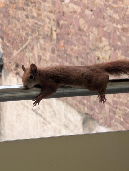 Ein Eichhörnchen liegt ausgestreckt auf der Balkongeländer Stange 