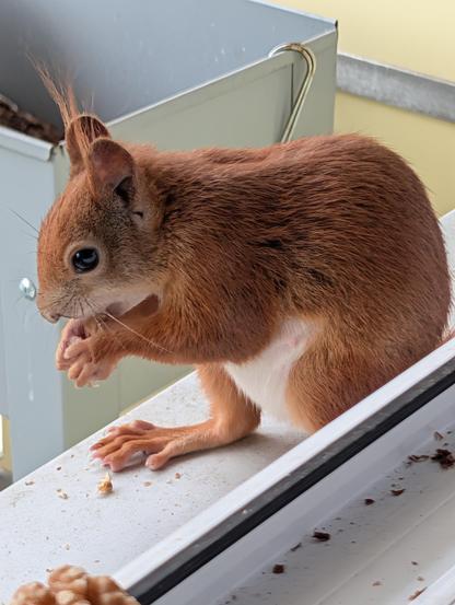 Ein Eichhörnchen sitzt auf dem Fensterbrett am offenen Fenster und frisst entspannt. Der Bauch ist dick, man sieht eine Zitze.