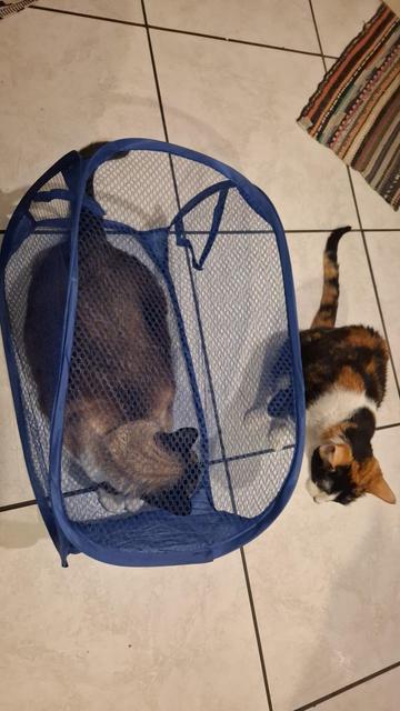 Fornecido por @altbot, gerado localmente e de forma privada usando Gemma4:26b e posteriormente editado pelo autor do toot.

Uma foto tirada de cima mostra dois gatos sobre um piso de cerâmica clara. O maior deles é um sialata e a menor é uma tricolor. O sialata está dentro de um pequeno cercado circular de tela azul, fina e transparente, dando a impressão de que ele está enjaulado, mas se observamos atentamente notamos que a caixa está aberta por trás. A gata tricolor está deitada no chão ao la…