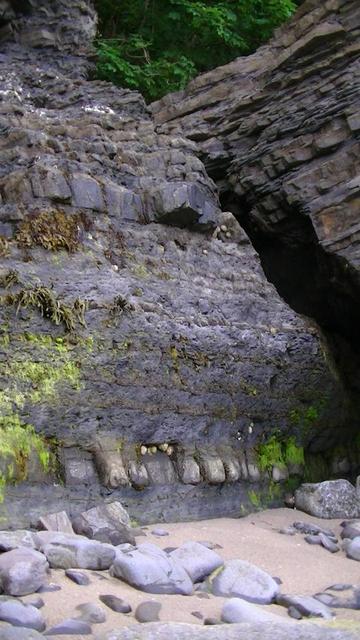 a coastal sedimentary rock face that looks as though it has teeth. odd bits of green sea weed growing. green leaves on hanging tree branches at very top. great big pebbles and sand at bottom.
