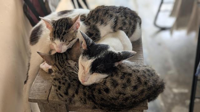 A kitten sleeping, with another kitten and their mom sleeping with their heads resting on the first kitten