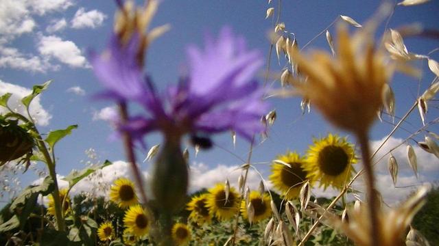 loads of Sunflowers, cornflower, tall grass gone to seed, blue sky with a few cotton wool clouds