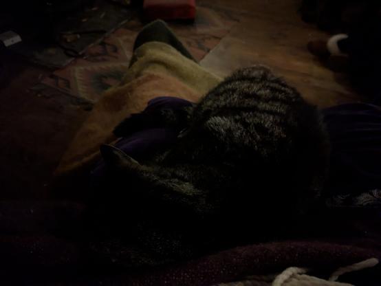 An old cat snoozing on a lap