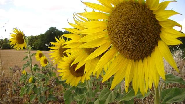 a row of sunflowers along the edge of a recently harvested wheat field.