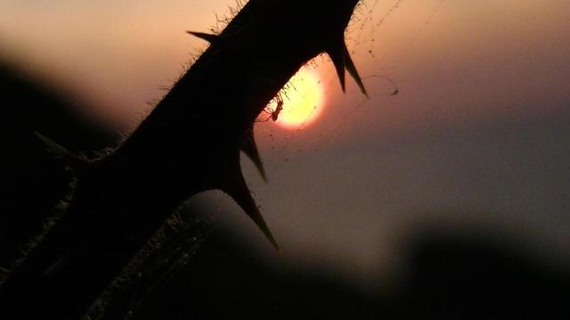 a silhouette of a thorny bramble stem thingy with a very small spider in front of the setting sun