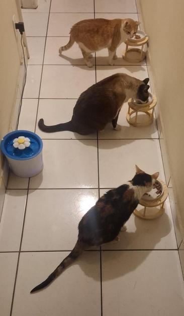 Em um corredor vemos três gatos, posicionados paralelamente entre si, cada qual comendo em seu pratinho. A primeira é uma tricolor de rabo muito longo, o segundo é um grande (e algo gordinho) gato sialata e a terceira é uma gata amarelo em branca. Na foto, vemos ainda uma fonte de água para gatos em formato de um vaso de flor.