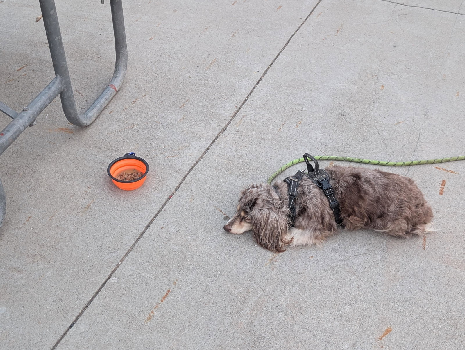 A spoiled miniature dachshund who has never had food. A foot away rests a food bowl full of food. Sadly, it's not the food he ordered, so he's patiently waiting for it to magically change.
