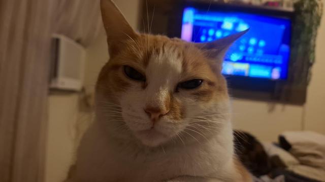 Vemos bem próximo da câmera o rosto de uma gata amarelo e branca, ao fundo vemos, desfocados, uma TV e um ar condicionado. O ângulo da imagem deixa claro que a gata está deitada no peito de um humano deitado na cama, tornando impossível para ele se levantar.