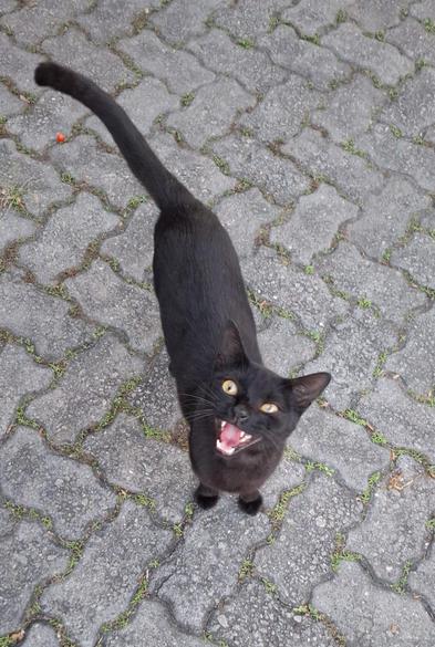 Fornecido por @altbot, gerado localmente e de forma privada usando Gemma4:26b

Uma foto de ângulo superior de um gato preto sobre um pavimento de blocos cinzas intertravados. O animal olha para cima com a boca aberta e olhos amarelos. Sua cauda preta é longa e estende-se para trás em direção ao canto superior esquerdo da imagem. Pequenas plantas verdes crescem nas frestas entre as pedras cinzas.

🌱 Energia utilizada: 0.196 Wh