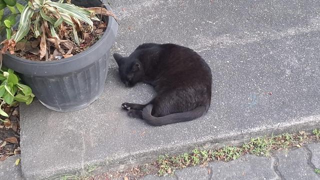 Gato preto dormindo em um chão de concreto.