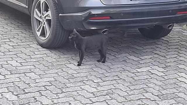 Gato preto em pé próximo a um carro preto.