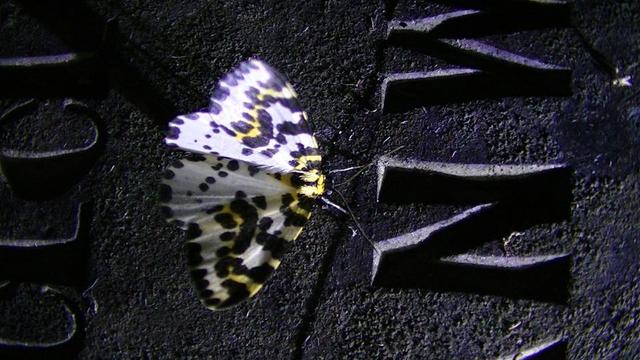 a moth white with black and yellow speckles, underwings half showing, in torchlight, on a slate gravestone in between two rows of carved  letters. the gravestone has cracked.