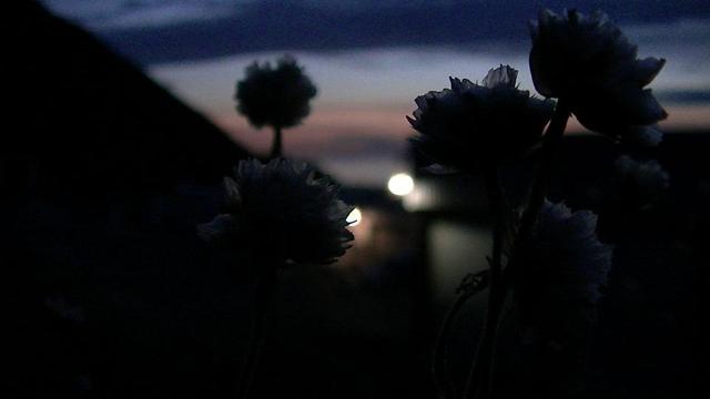 sort of silhouetted dry ball shaped wild flowers. prolly sea thrift. at night. some of these dried petals are semi transparent. blurry lights in the background. twilight sky dark and light blue, orange.