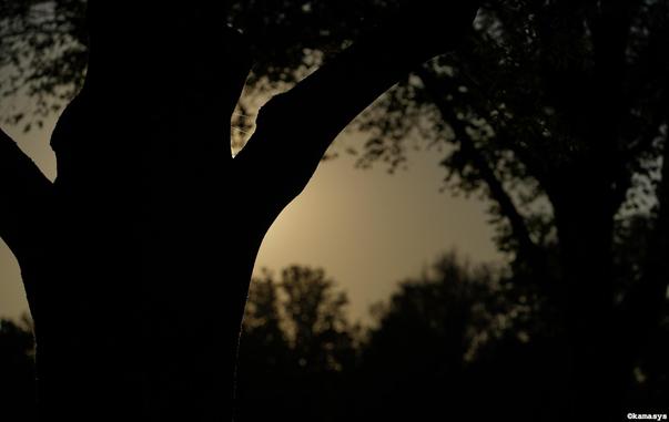 Amsterdam – Ouderkerkerdijk - eclipse solar // zonsverduistering