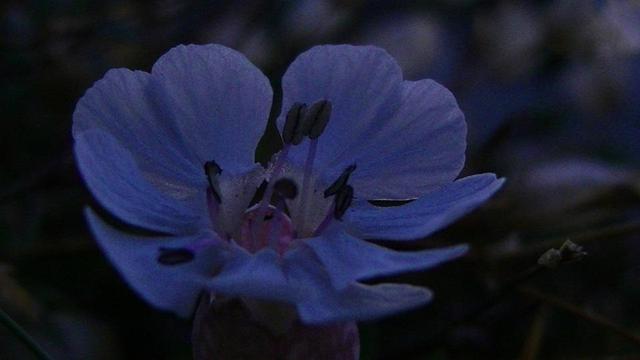 a white wildflower in the purple light of dusk