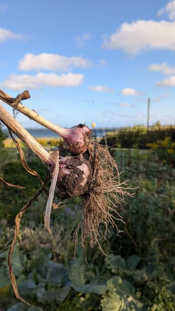 Nahaufnahme von zwei frischgeernteten Knoblauchknollen, im Hintergrund grün strotzender Garten (das meiste ist "Unkraut").
Noch weiter hinten blinkt der blaue Limfjord, über den blauen Himmel ziehen viele kleine und auch grössere weisse Wolken.