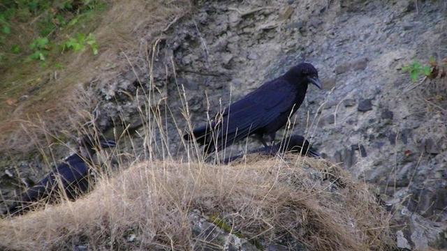 a crow with eye missing on top of a grassy rock. couple of other crows behind grass either side