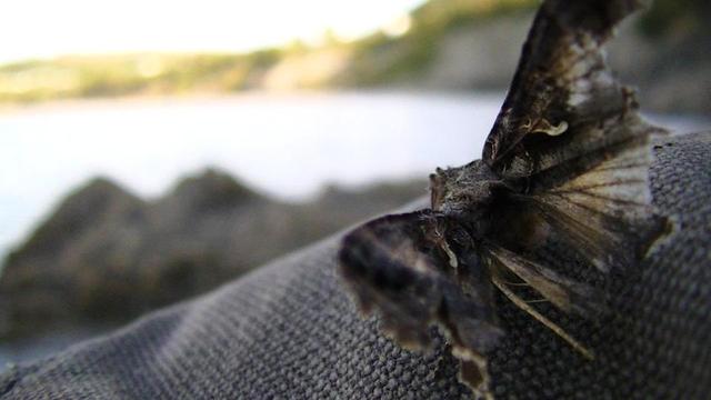 a ragged winged brown moth on a black canvas trainer. wings fanned open.