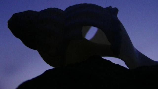 a holey whelk shell in front of a twilight sky. 