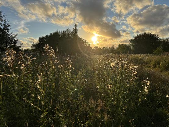 A setting sun on a blue sky with grey clouds casts a flare into the camera and leaves the foreground with a mix of fuzzy weeds almost silhouette-like even though you can see the greens and whites. Clumps of trees are visible in the far background.