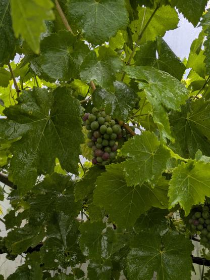 A bunch of grapes hanging on a vine in a polytunnel showing signs of the early stages of ripeness