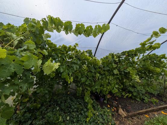 A wider shot showing the majority of the vine within the polytunnel next to raised beds
