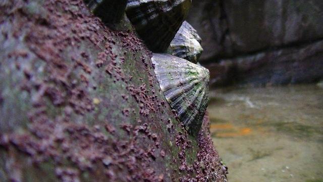 some limpets on a rock covered in some sort of dark red-brown lichen.